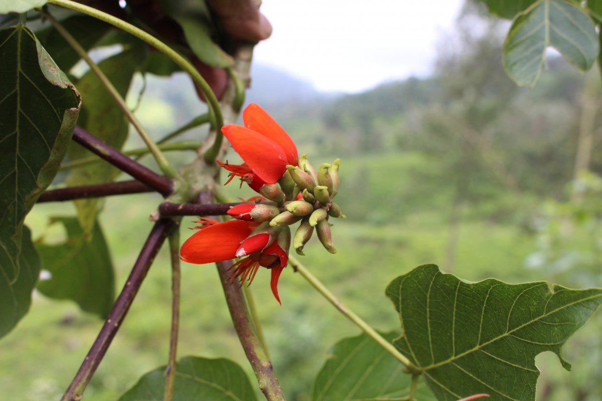 Erythrina subumbrans (Hassk.) Merr.